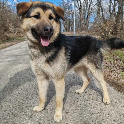 💥Aaron Schäfimixrüde wäre perfekt für Besitzer die bereits eine große Rasse besitzen 💥, Schäferhund Mischling - Hündin