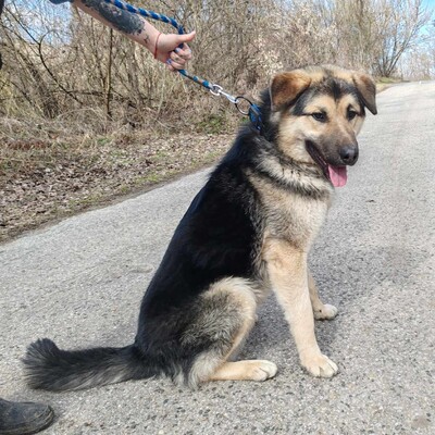 💥Aaron Schäfimixwelpe wäre perfekt für Besitzer die bereits eine große Rasse besitzen 💥, Schäferhund Mischlingswelpe - Rüde