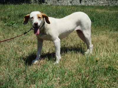 Abagail und Bongo - NOTFALL Österreich, Mischling - Hündin