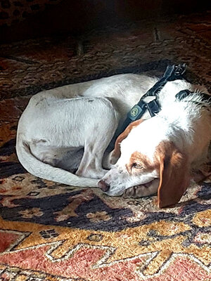 Abagail und Bongo - NOTFALL Österreich, Mischling - Hündin