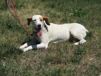 Abagail und Bongo - NOTFALL Österreich, Mischling - Hündin