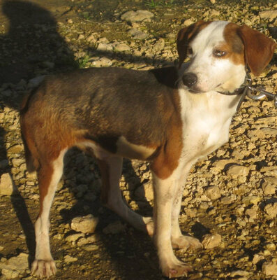 Abagail und Bongo - NOTFALL Österreich, Mischling - Hündin