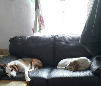 Abagail und Bongo - NOTFALL Österreich