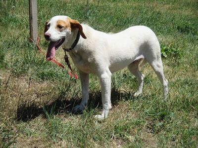 Abagail und Bongo - NOTFALL Österreich, Mischling - Hündin