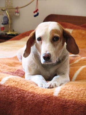 Abagail und Bongo - NOTFALL Österreich, Mischling - Hündin