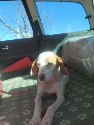 Abagail und Bongo - NOTFALL Österreich, Mischling - Hündin