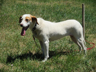 Abagail und Bongo - NOTFALL Österreich, Mischling - Hündin