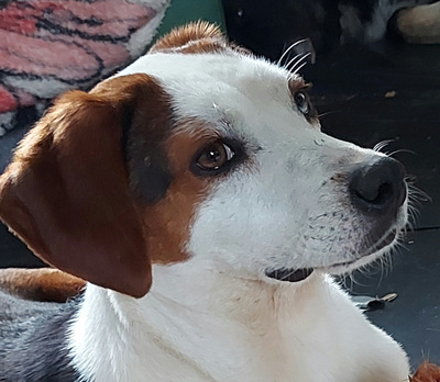 Abagail und Bongo - NOTFALL Österreich, Mischling - Hündin