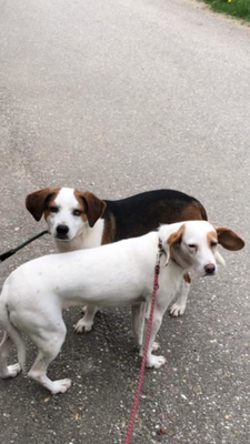 Abagail und Bongo - NOTFALL Österreich