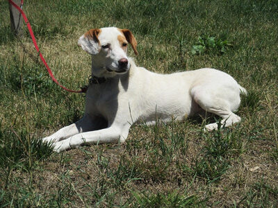 Abagail und Bongo - NOTFALL Österreich, Mischling - Hündin