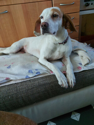 Abagail und Bongo - NOTFALL Österreich, Mischling - Hündin