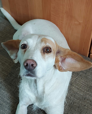 Abagail und Bongo - NOTFALL Österreich, Mischling - Hündin