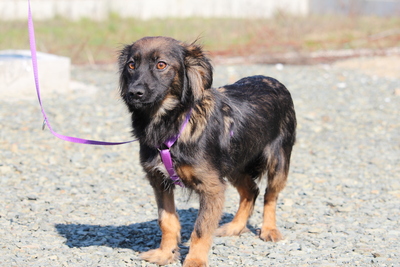 Abana, Mischling - Hündin