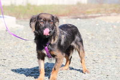 Abana, Mischling - Hündin