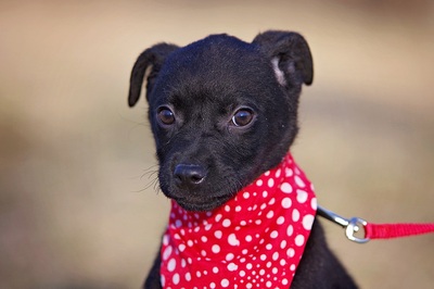 Abby, Mischling Welpen - Hündin