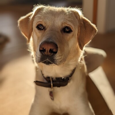 Abby - hier sind standfeste, robuste Menschen gefragt 🥲, Mischling - Hündin