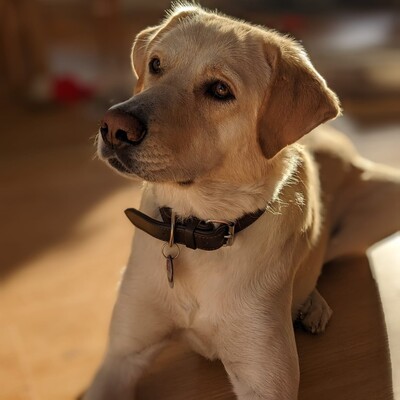 Abby - hier sind standfeste, robuste Menschen gefragt 🥲, Mischling - Hündin