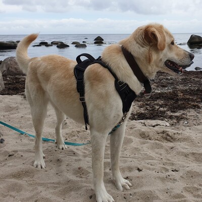 Abby - hier sind standfeste, robuste Menschen gefragt 🥲, Mischling - Hündin