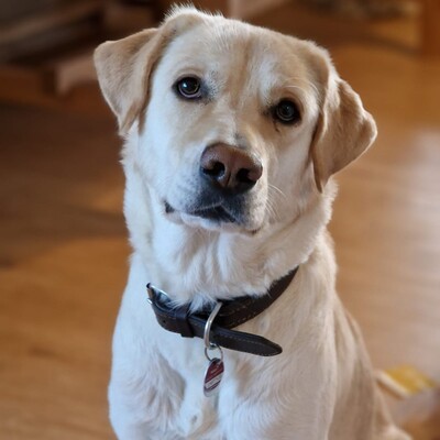 Abby - hier sind standfeste und robuste Menschen gefragt / Reserviert, Mischling - Hündin