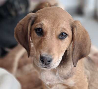 Abby - sanft und ausgeglichen, Mischling Welpen - Hündin
