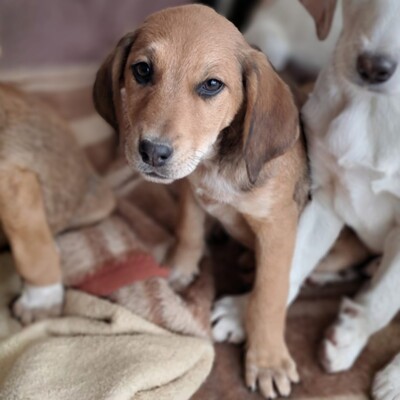 Abby - sanft und ausgeglichen, Mischling Welpen - Hündin