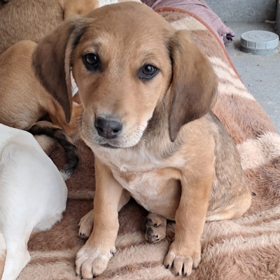 Abby - sanft und ausgeglichen, Mischling Welpen - Hündin