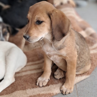 Abby - sanft und ausgeglichen / Reserviert, Mischling Welpen - Hündin