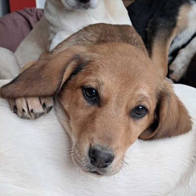 Abby - sanft und ausgeglichen / Vorgemerkt, Mischling Welpen - Hündin