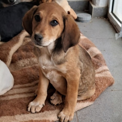 Abby - sanft und ausgeglichen / Vorgemerkt, Mischling Welpen - Hündin