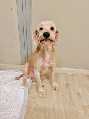 Abel, Mischling - Rüde