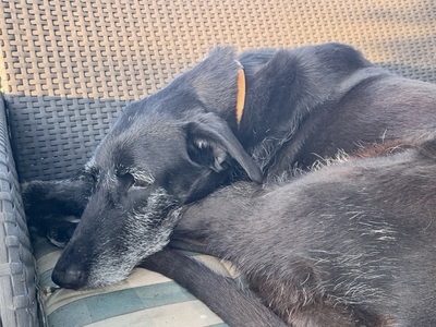Abigail, Galgo Espanol - Mix - Hündin