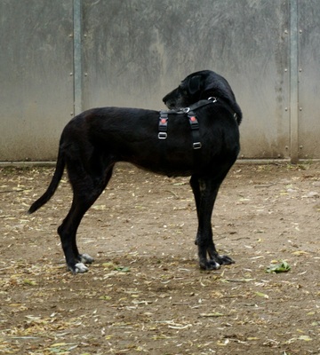 Abigail, Galgo Espanol - Mix - Hündin
