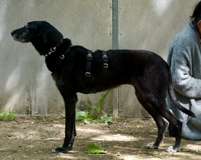 Abigail, Galgo Espanol - Mix - Hündin