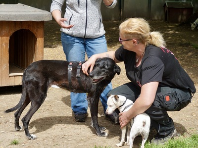 Abigail, Galgo Espanol - Mix - Hündin
