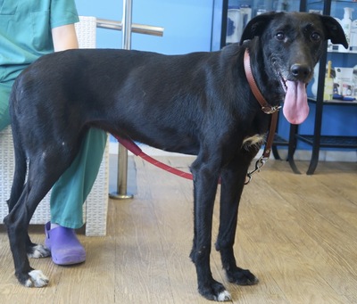 Abigail, GalgoEspanol - Mix - Hündin