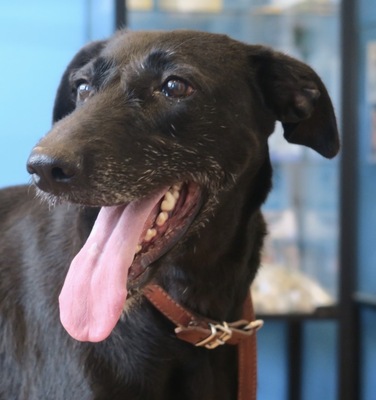 Abigail, GalgoEspanol - Mix - Hündin
