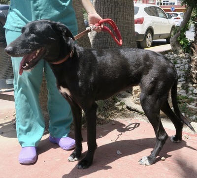 Abigail, GalgoEspanol - Mix - Hündin