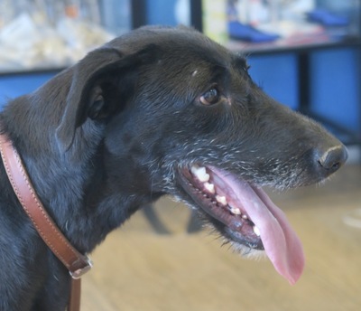Abigail, GalgoEspanol - Mix - Hündin