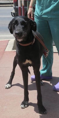 Abigail, GalgoEspanol - Mix - Hündin