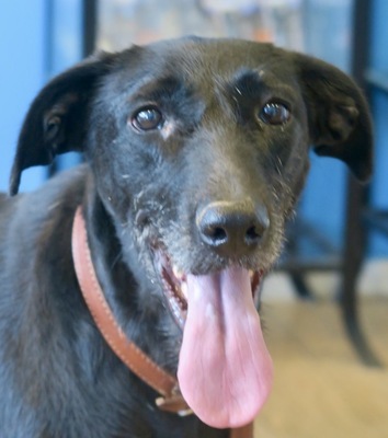 Abigail, GalgoEspanol - Mix - Hündin