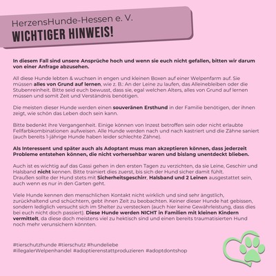 😍 Abracadabra (W), ca. 1,5 Jahre, ca. 30cm, Slowakei, Spitz-Mix - Hündin