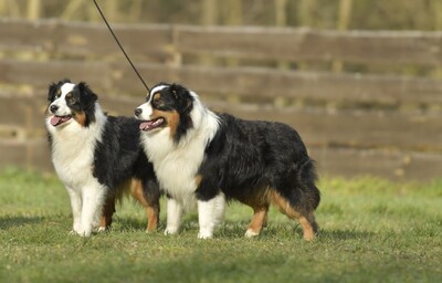 Academy Award of St.Groth 'Oscar'