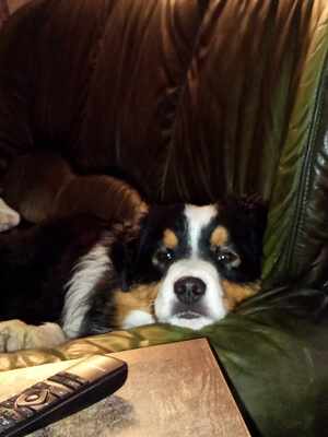 Academy Award of St.Groth Oscar, Mini Aussie/Mini American Shepherd - Rüde