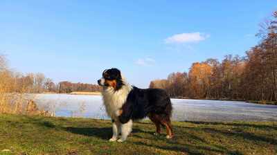 Academy Award of St.Groth Oscar, Mini Aussie/Mini American Shepherd - Rüde