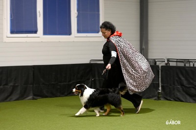 Academy Award of St.Groth Oscar, Mini Aussie/Mini American Shepherd - Rüde