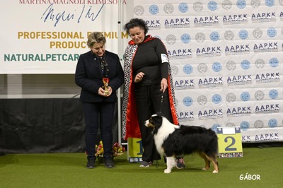 Academy Award of St.Groth Oscar, Mini Aussie/Mini American Shepherd - Rüde
