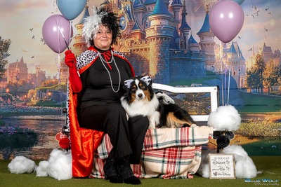 Academy Award of St.Groth Oscar, Mini Aussie/Mini American Shepherd - Rüde