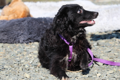 Ace, Mischling - Rüde