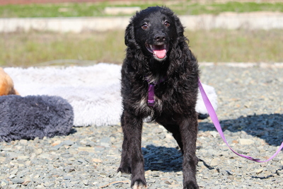 Ace, Mischling - Rüde