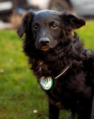 Ace, Mischling - Rüde